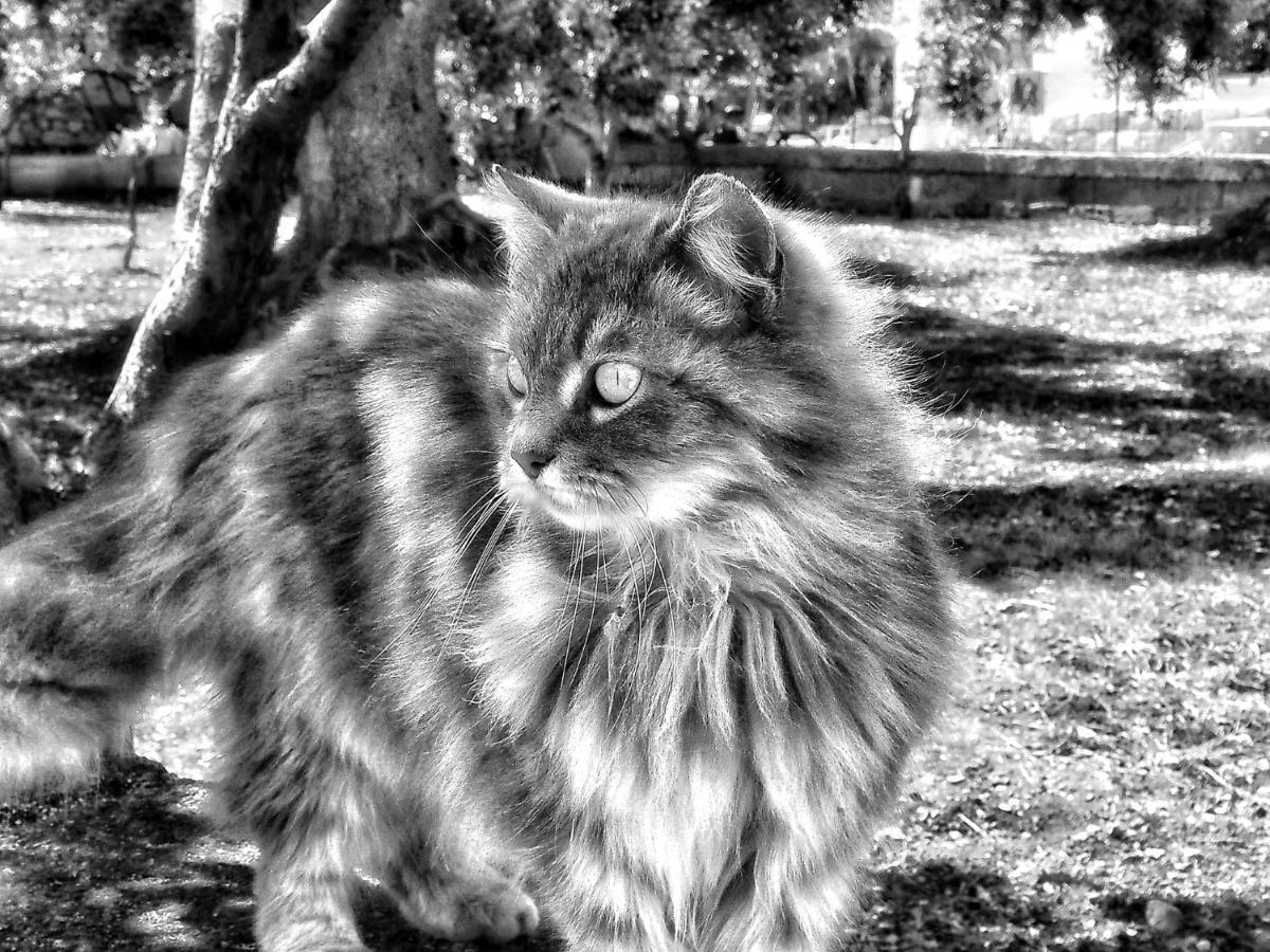 La Cummersa del Gatto Locorotondo Esterno foto